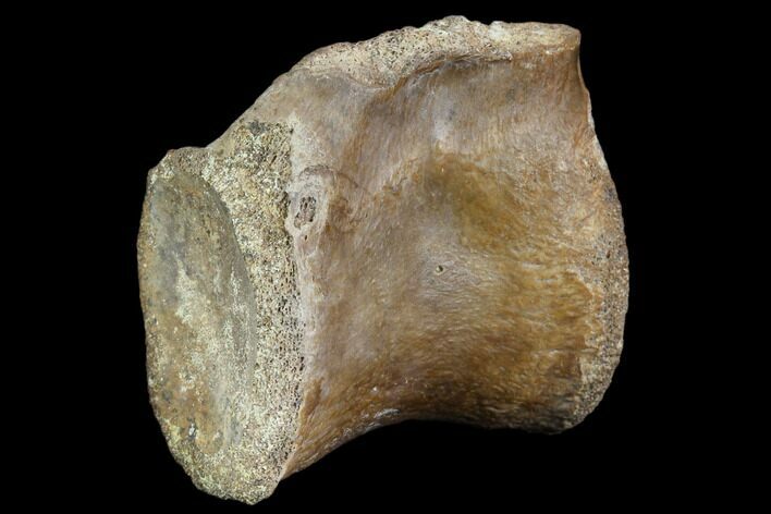 Fossil Theropod (Raptor) Caudal Vertebra - Texas #116630